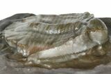 Basseiarges Trilobite - Jorf, Morocco #362811-3